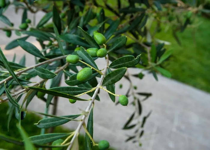 Olive 101