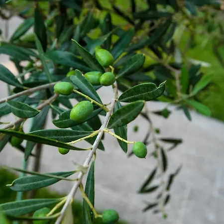 Olive 101